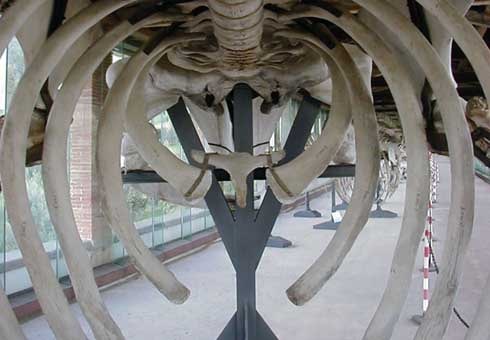 scheletro di balenottera comune